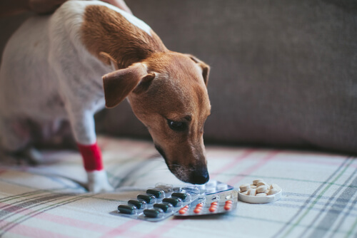 ¿Se puede dar aspirina o similares a un perro?