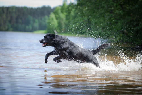 Un Labrador rescató a dos perros de una canoa