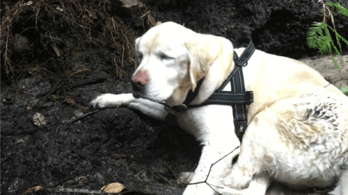 Una labradora ciega sobrevive una semana en el bosque