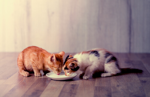 Los gatos y la leche