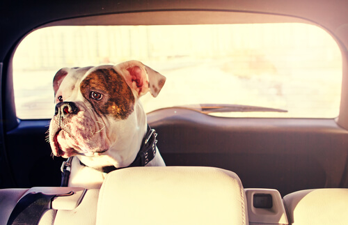 Como evitar los mareos de tu perro en el coche