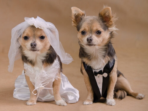 Un matrimonio entre perros