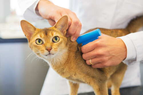 Lo que hay que saber sobre microchip, la 'cédula animal'