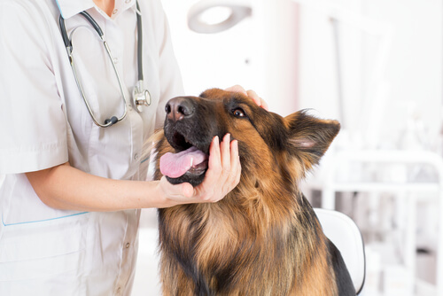 German Shepherd being seen by a vet