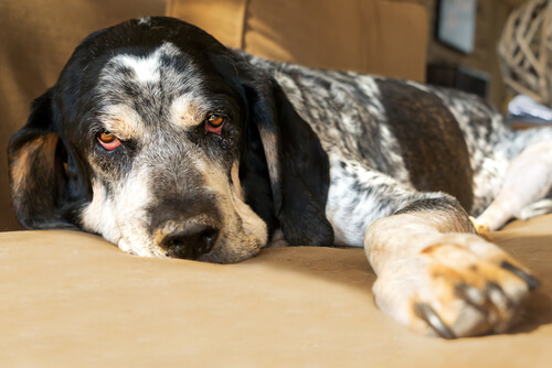 Perro con fiebre