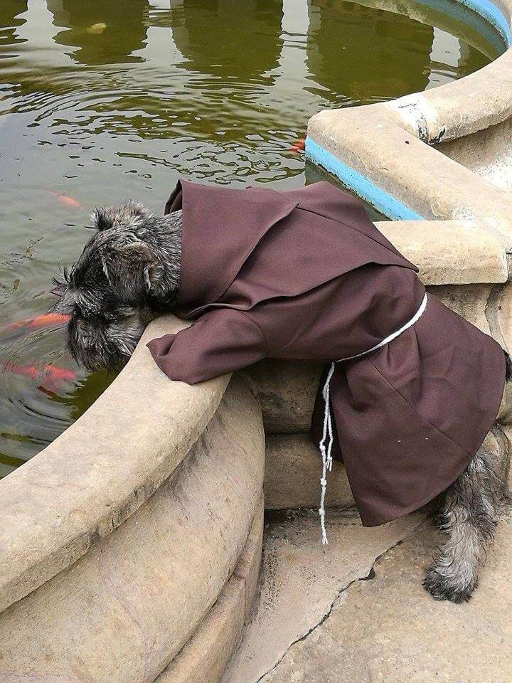 Monk dog looking at a fountain