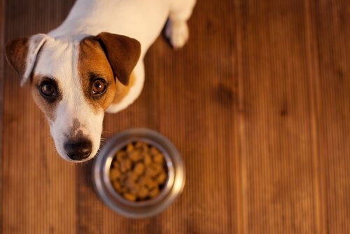 Si tu perro tiene problemas estomacales, sigue estos simples consejos