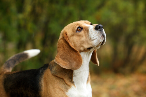 Perros epilépticos síntomas