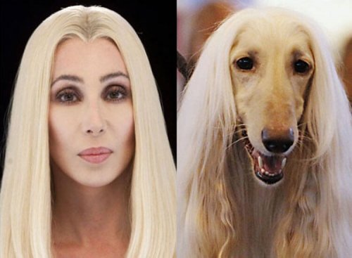 Los perros se parecen a sus dueños