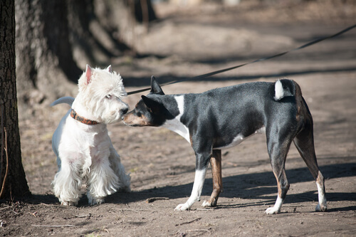 4 cosas a las que los perros tienen mucho miedo