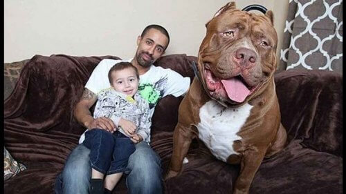 El pitbull más grande del mundo