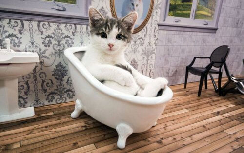 Descubre un reality de gatos Descubre un reality de gatos