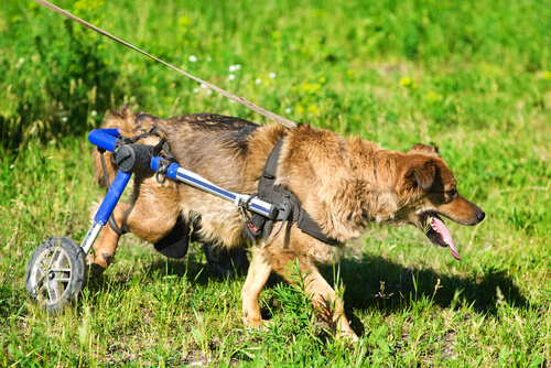 Descubre la vida de los perros en sillas de ruedas