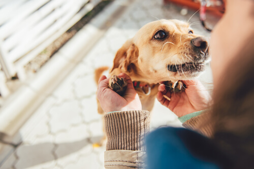 10 cosas que tu perro quiere que sepas