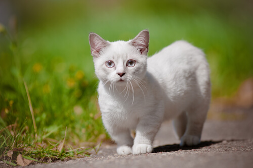 Resultado de imagen de Gatos lectores