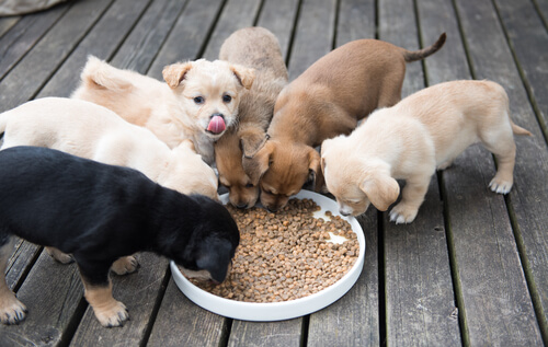 Claves para alimentar a los cachorros