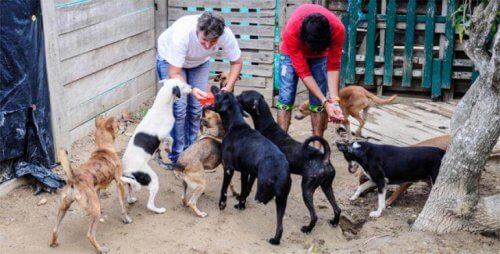 Ordenan desalojar una fundación con animales rescatados Ordenan desalojar una fundación con animales rescatados