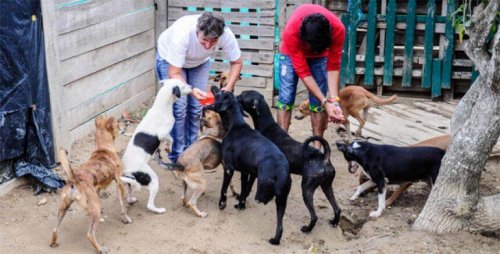 Ordenaron desalojar una fundación con animales rescatados