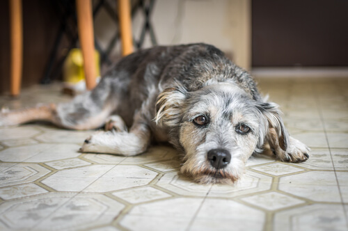 sad gray dog lying on the floor