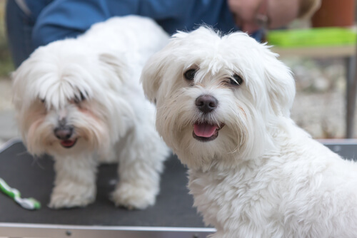 Tres consejos esenciales para cuidar a tu perro Tres consejos esenciales para cuidar a tu perro