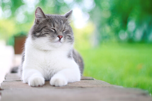 A fluffy gray and white lying outdoors with its eyes closed.