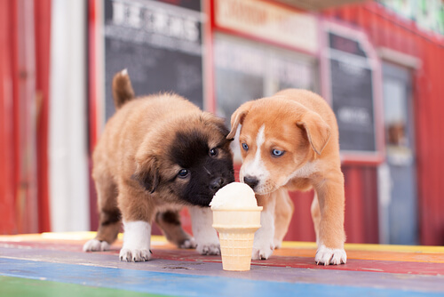Perros comiendo helado