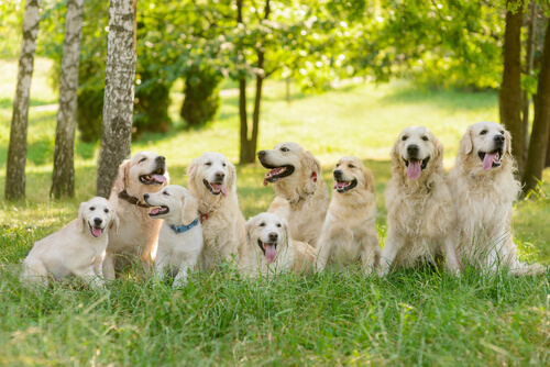 Más sobre el horóscopo canino Más sobre el horóscopo canino