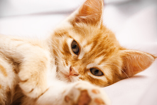 Reconocer las infecciones de orina en gatos