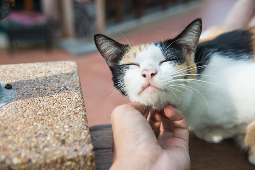 Cuando los gatos nos cambian la vida