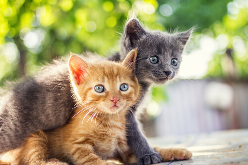 Se crea el primer perfume con olor a gato Se crea el primer perfume con olor a gato