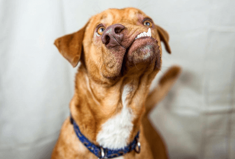 Una nueva oportunidad para el perro Picasso Una nueva oportunidad para el perro Picasso