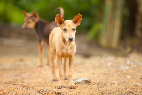 Esperanza de vida para estos perros