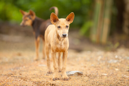 Homenaje a los perros abandonados de México
