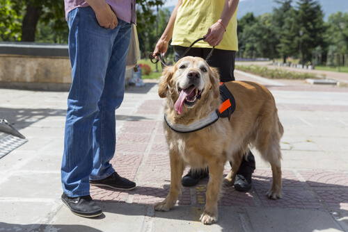 ¿Sabías cómo se entrenan los perros de asistencia para salvar vidas?