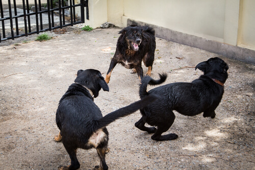 La policía rescató 230 perros que se utilizaban en peleas a muerte