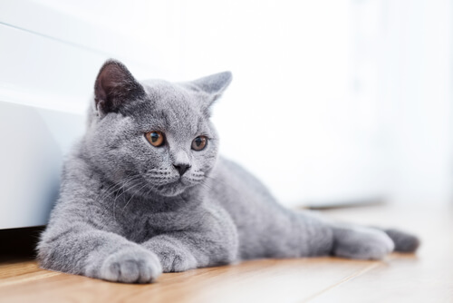 13 razas de gatos que no sabías que existían