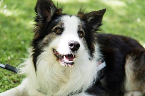 Este perrito salva vidas de otros perros detectando venenos en parques