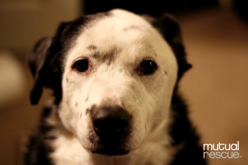 Cómo un perro le salvó la vida a su dueño con obesidad Cómo un perro le salvó la vida a su dueño con obesidad