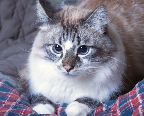 Qué hacer ante los vómitos de los gatos