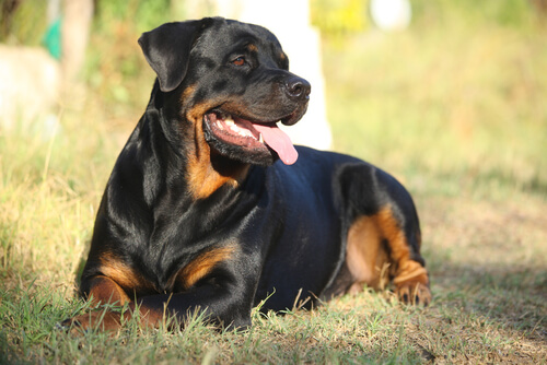 El perro Rottweiler: características - Mis Animales