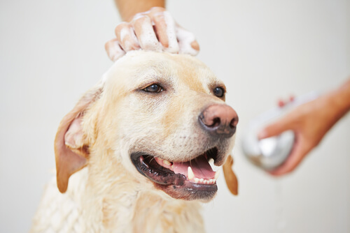 ¿Se puede bañar a una perra en celo?