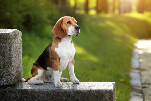 Beagle: descubre todo sobre esta raza