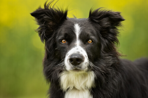 Border Collie hilft Besitzer nach Sturz in die Tiefe