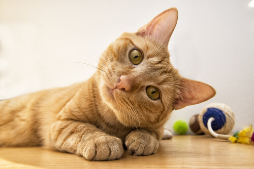 Conoce las distintas caras de los gatos. ¿Qué significan?