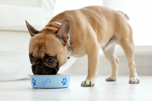 Perro comiendo