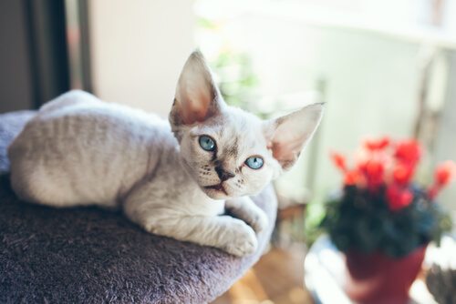 Devon Rex, un gato que siempre necesita compañía