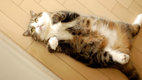 El gato más arrogante que triunfa en las redes