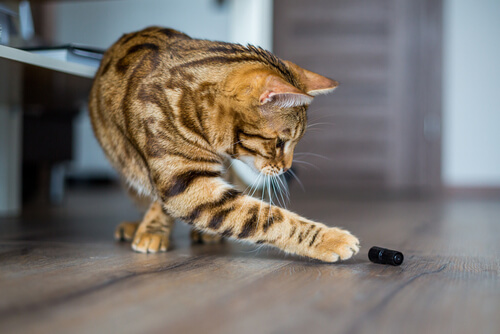 ¿Por qué a los gatos les encanta tirarlo todo al suelo?