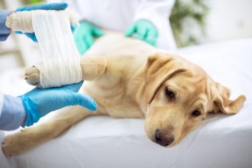 Heridas en los perros