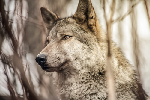 Lobo en el campo